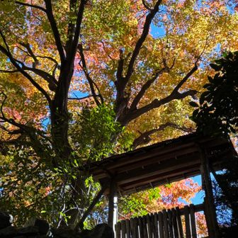 荒神山神社の裏手
下から見上げるのが最高に良いよ✨