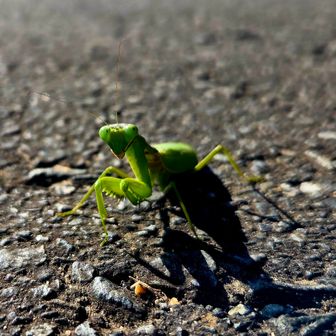 道路にうごめくもの発見
カマキリってこんな てへぺろみたいな顔してたっけ？😜