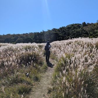 火口に初めて降りてみました。ススキがキラキラ〜✨️