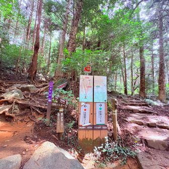 ←白雲橋コースで登ります