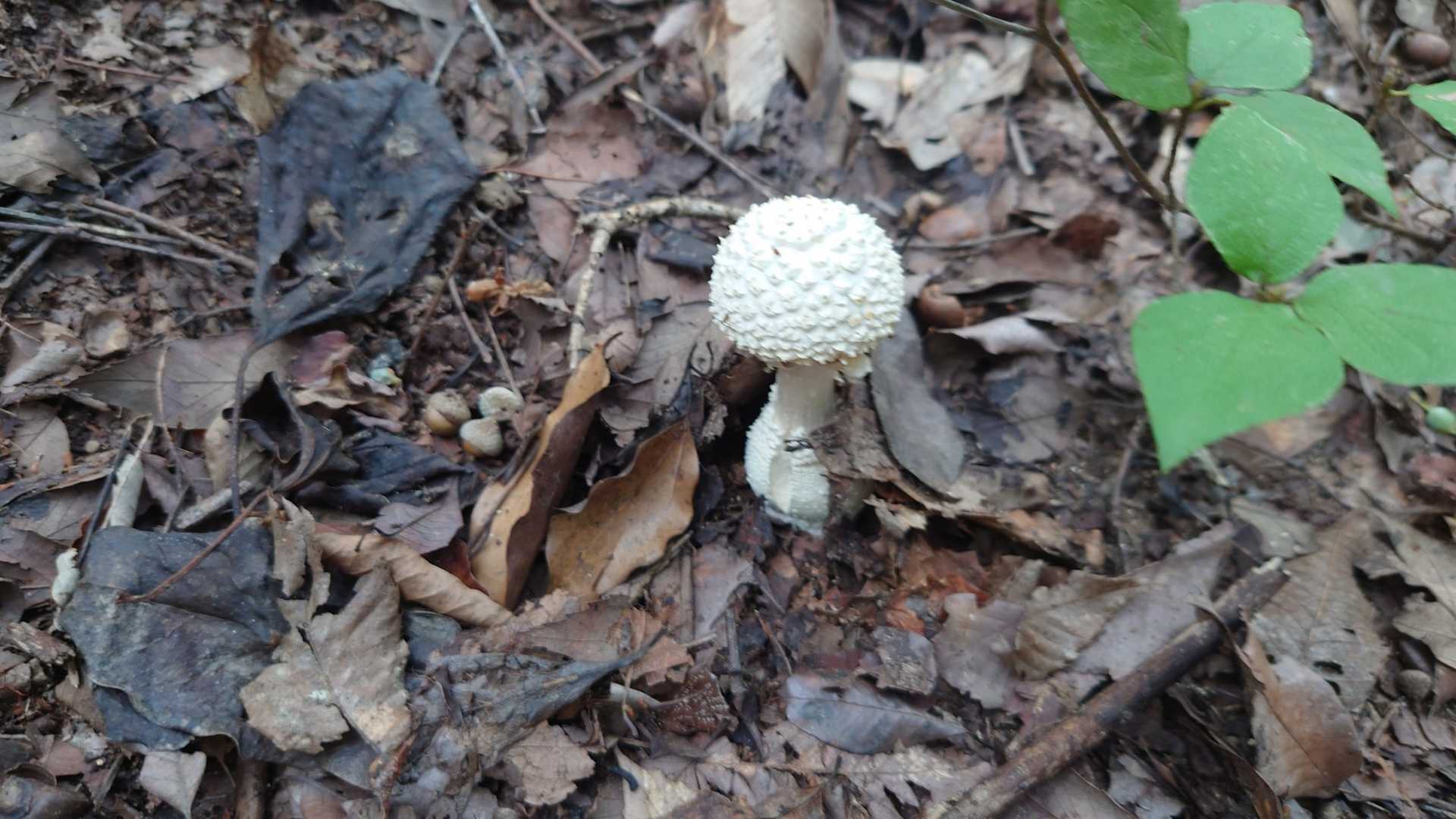 この奥にもっとデカイのが有ったんだけどね