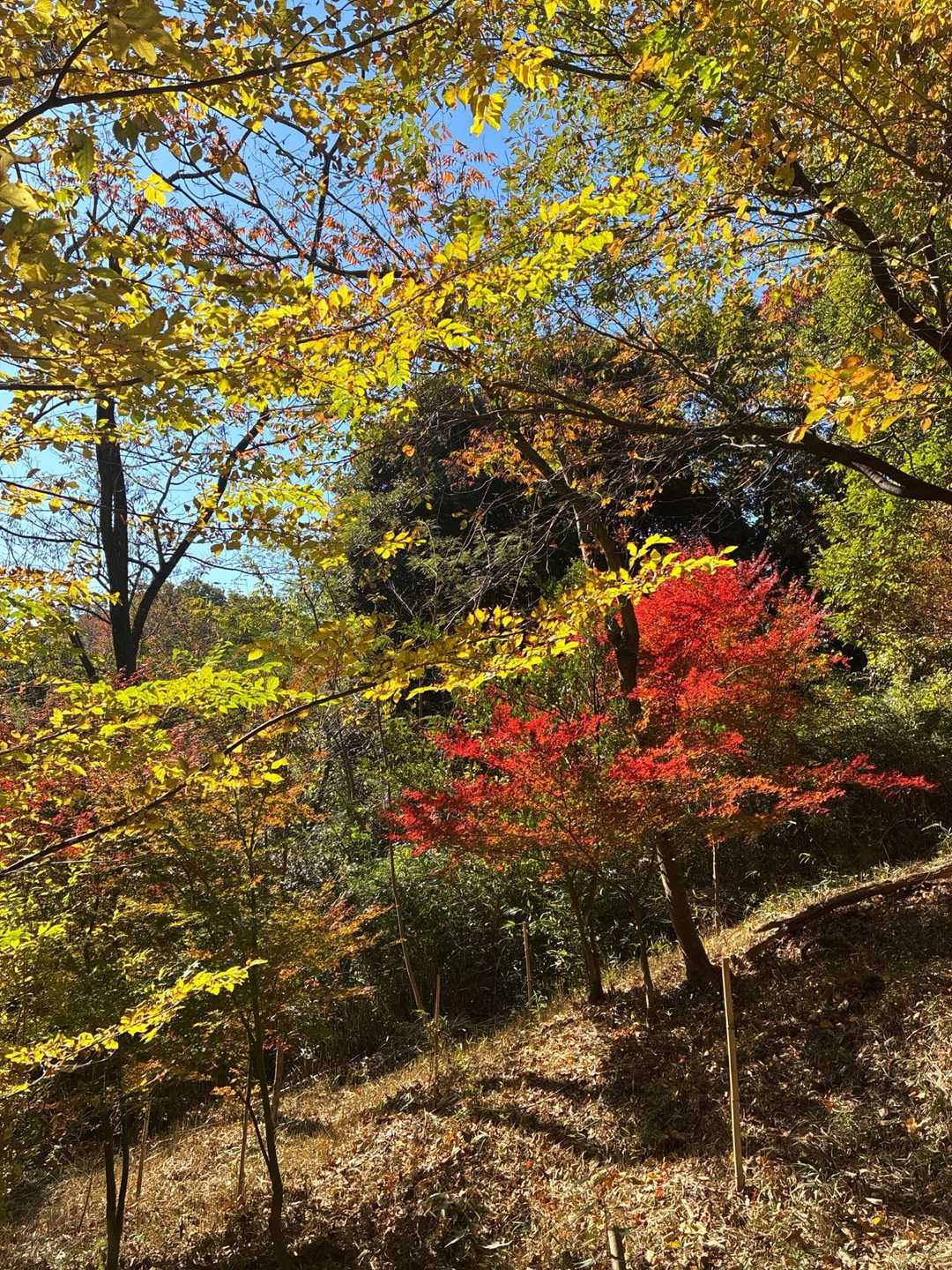 コントラストっ
