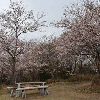 桜が見ごろ