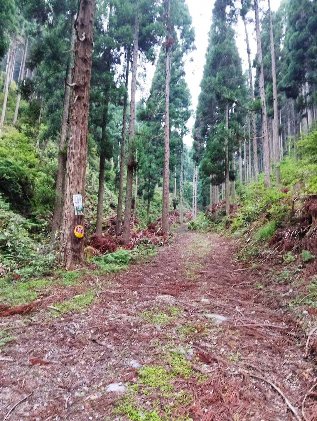 登山道は分かりやすい一本道です✨

道は明瞭で迷うことはない🙆‍♂️