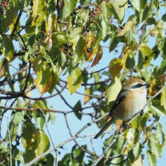 道の駅に戻ってきました
モズがいました