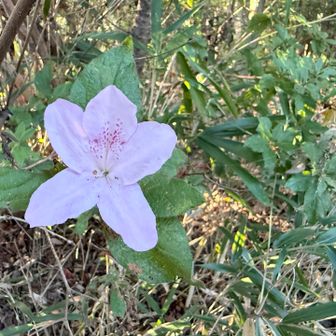季節外れのツツジ🌺