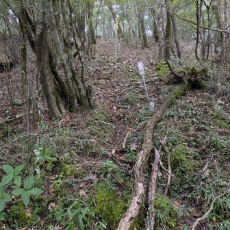 境界目印が有るこの辺りが、『片蓋山』山頂直下です。不明瞭な道を強引に直登しました。