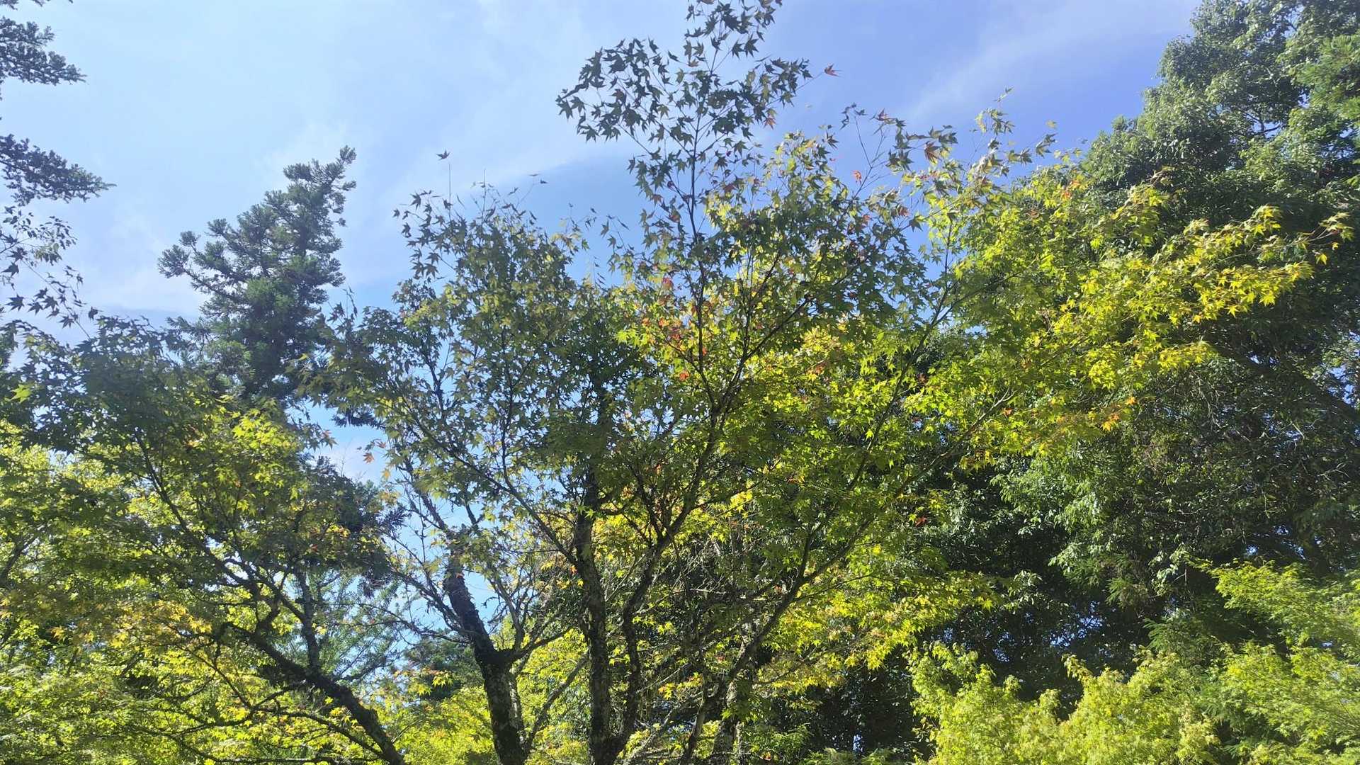 もみじの🍁秋色楽しみ