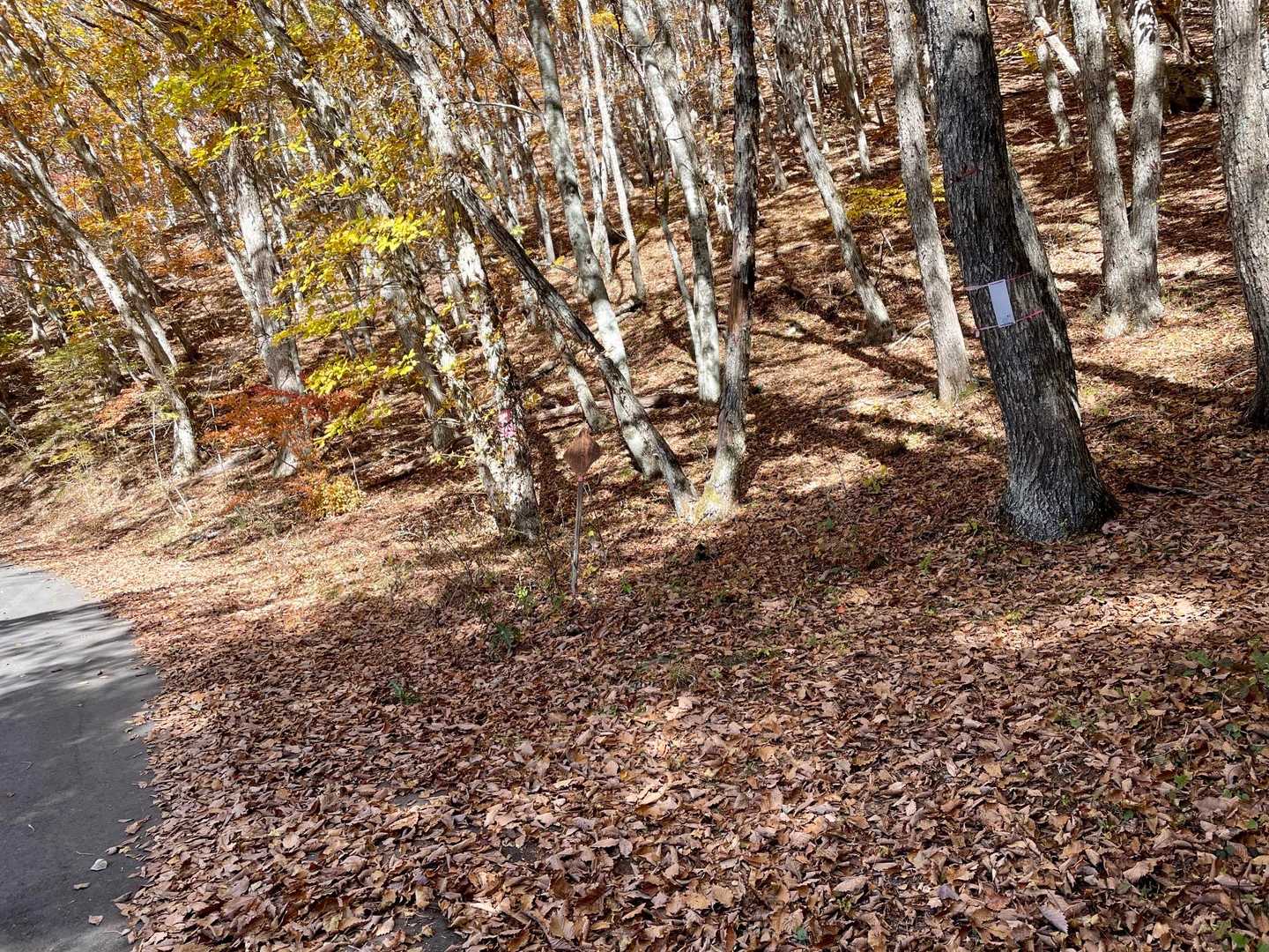 👤白い紙が貼ってあるところから登山口