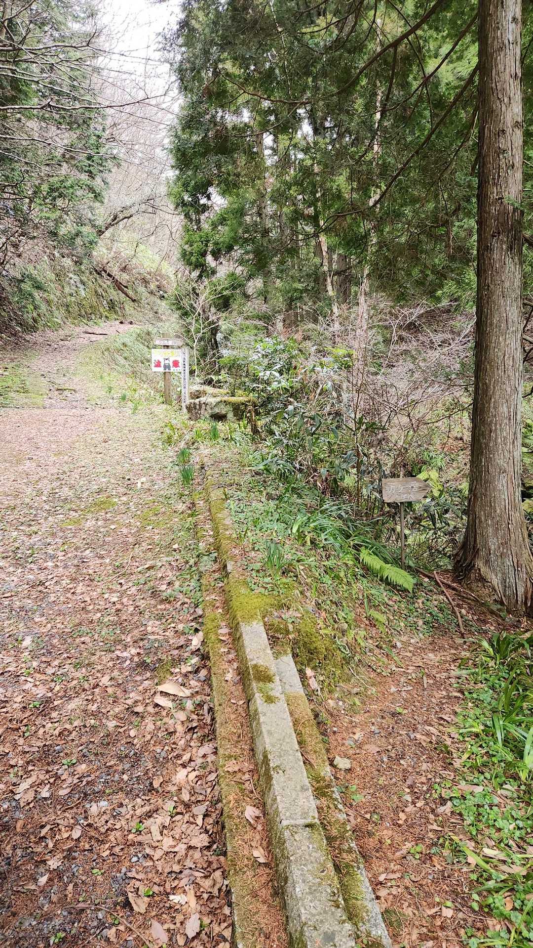 今日はこちらのブナ尾根から🚶‍♂️