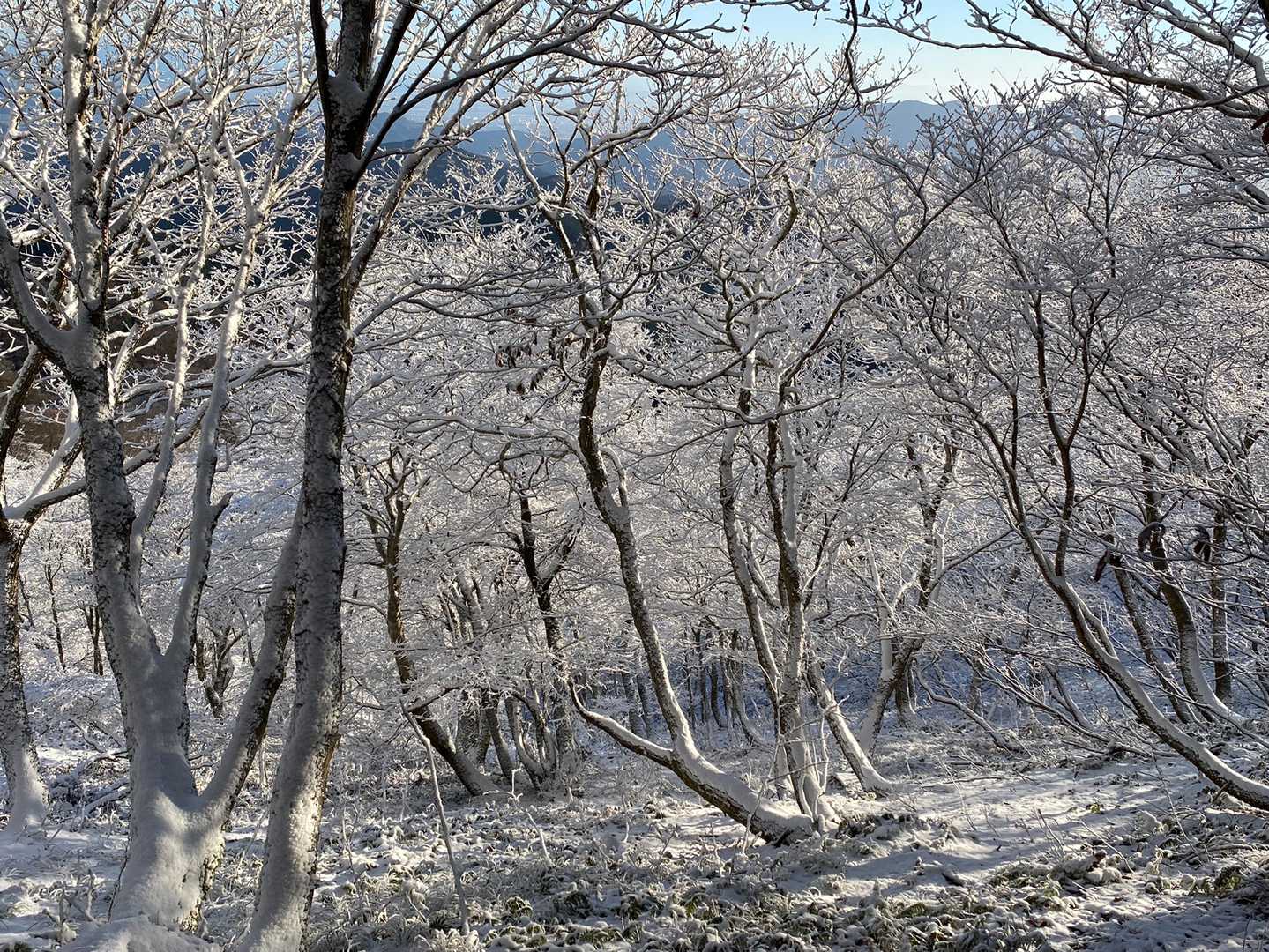 こちらもキラッキラの霧氷地帯