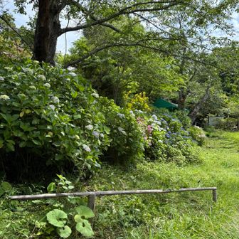 神社の境内下にも紫陽花が。