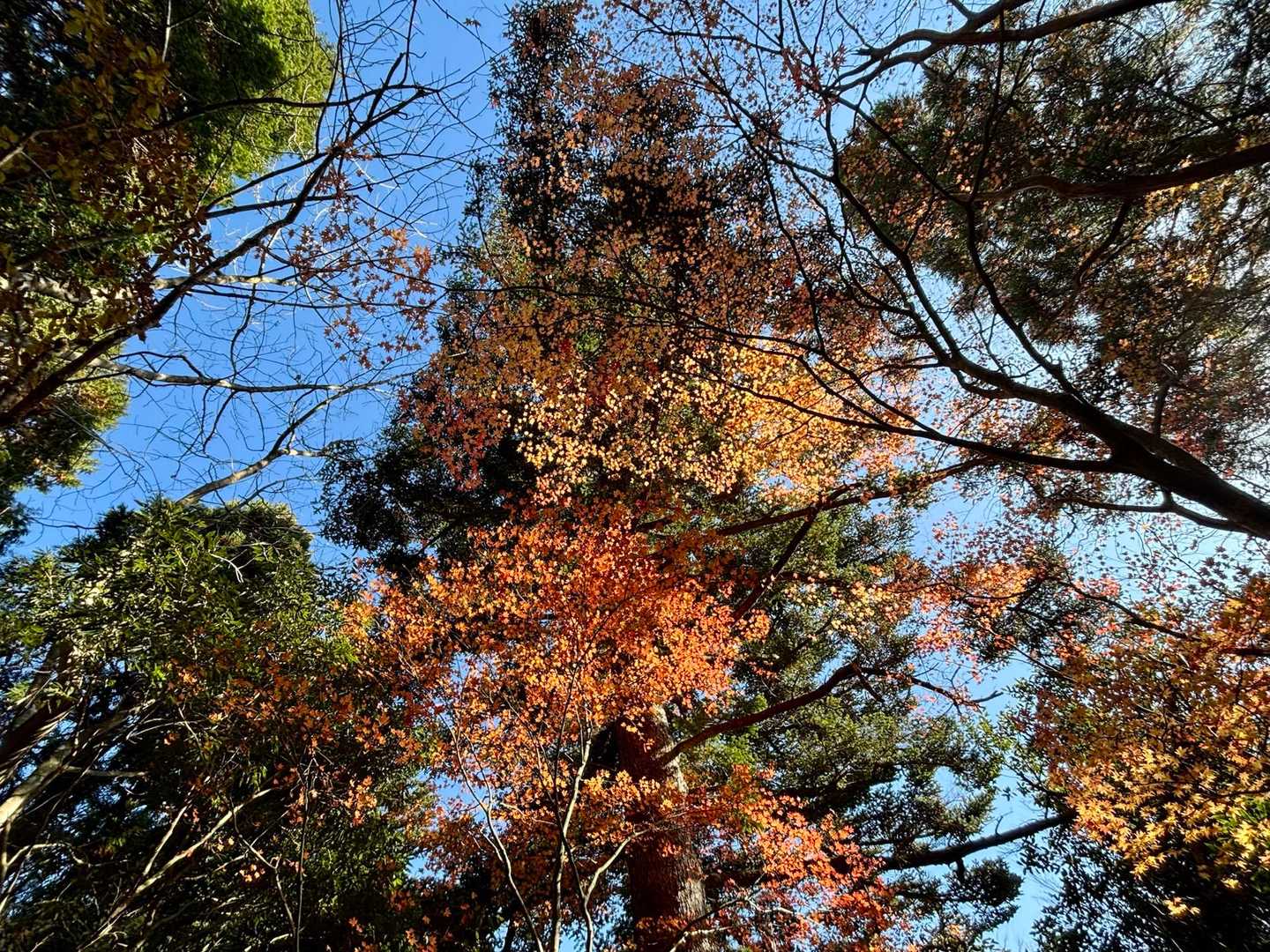 紅葉のピークは過ぎたかもしれないけど、
私にとっては貴重な紅葉ハイク🍁🍂
全力で楽しみ中〜〜🙌