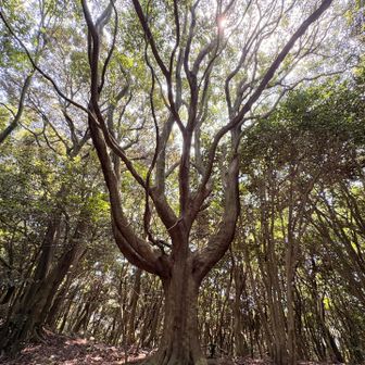 バイラスの木は暑くとも元気なようです。
