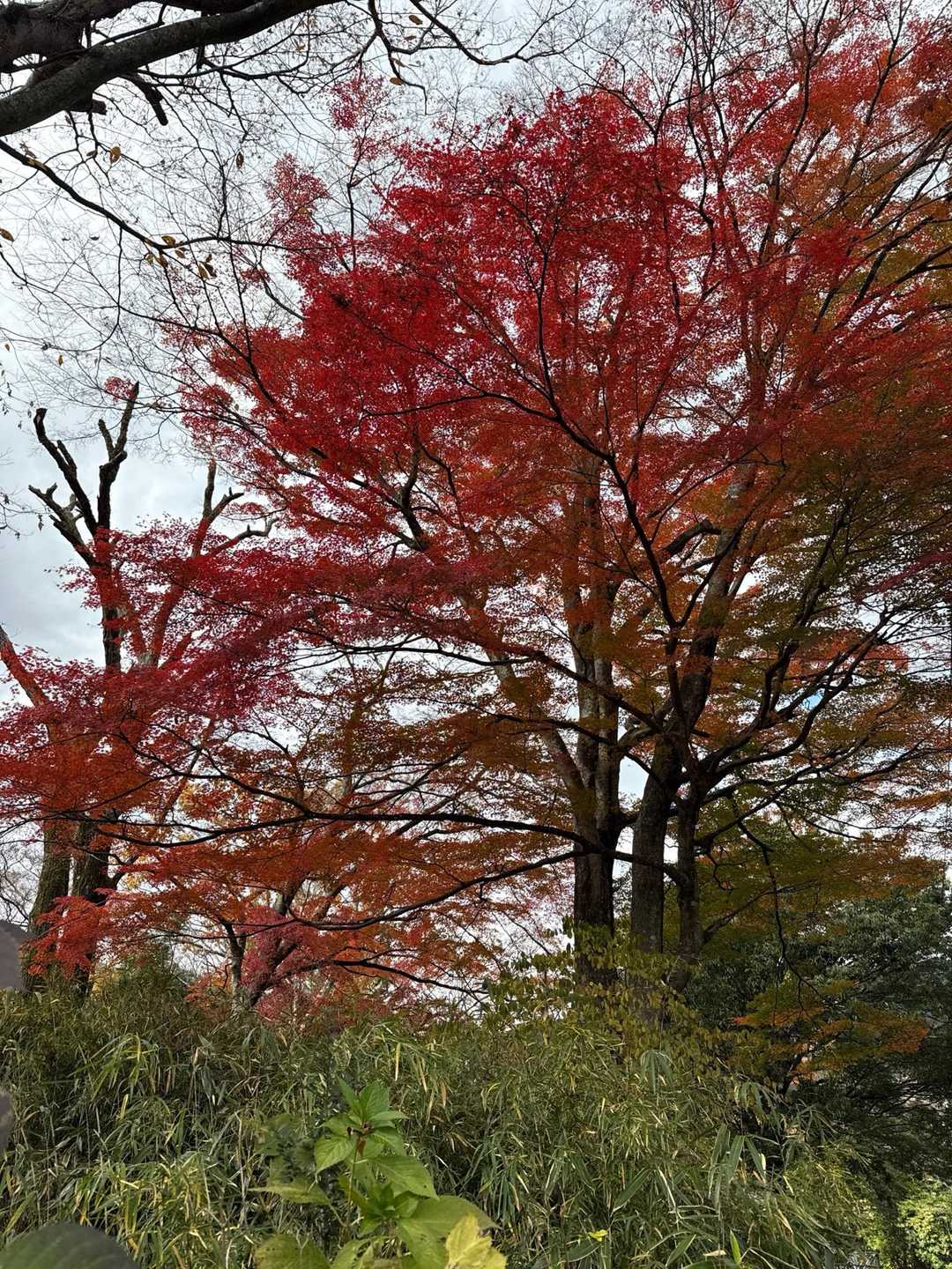 道了尊バス停-明神ヶ岳-明星ヶ岳-宮城野橋バス停 縦走コースの写真