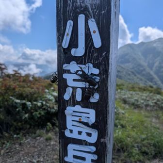 クワガタが３匹！