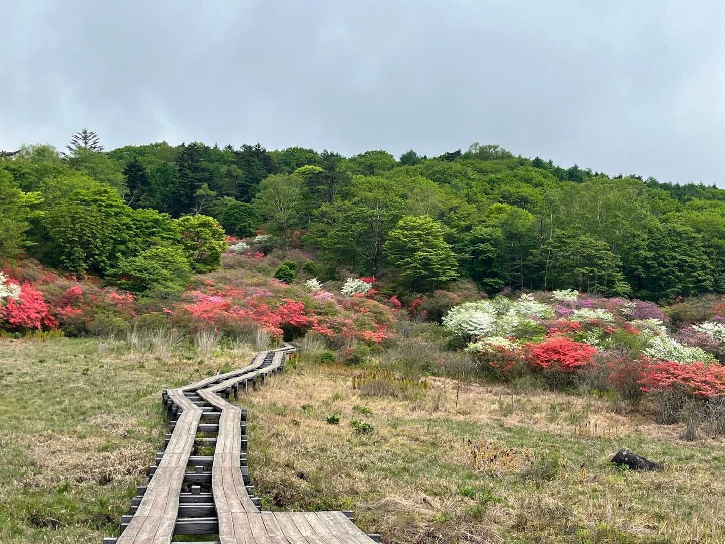 横根山 周回コースの写真
