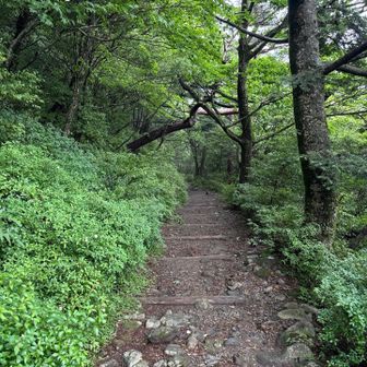 降り 降りに入ると膝に違和感🦵