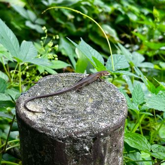 かわいいトカゲちゃん🦎