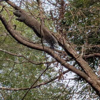 タイワンリスを見かけました。
すばしっこい動きでした🫨