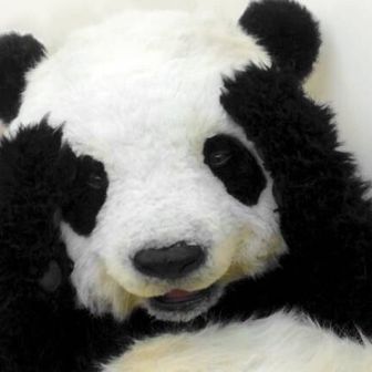 熊猫