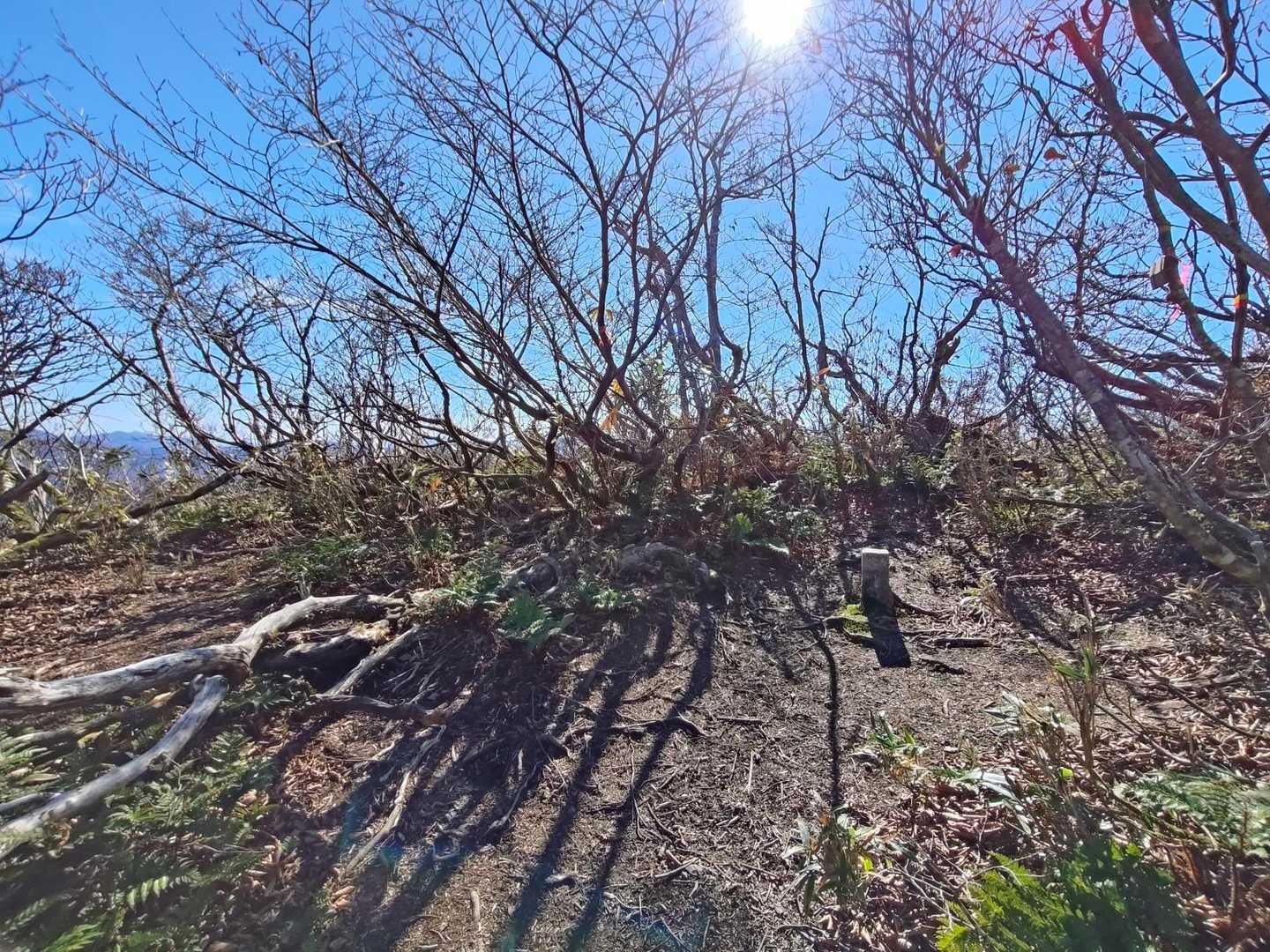 山頂は全く眺望なし
もう来ることはないでしょう😅🫣