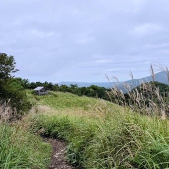 ここからのススキの通り道も好き🌾