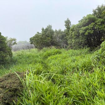 南登山道ルートは途中から茅茅茅
ここはまだマシで、背丈を超える場所もあり
足元が見えにくいです⚠️