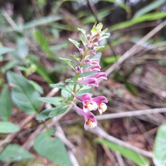 登り始めてすぐ、ママコナの花がお出迎え。