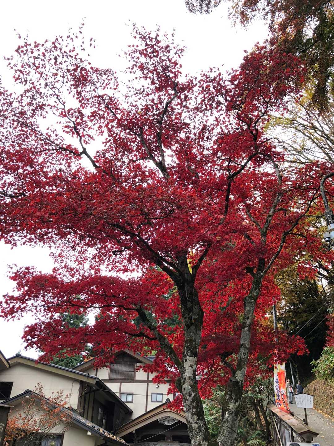 御岳山駅-御嶽神社-御岳山 往復コースの写真