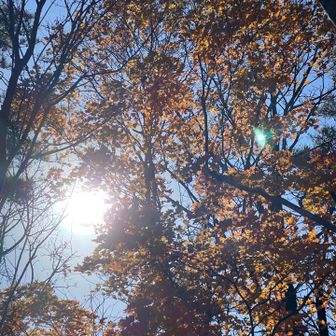 輝く紅葉を撮りたかったのですが…😅