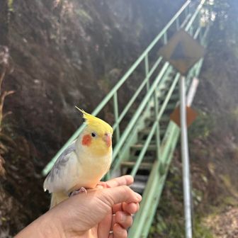 この階段登るよー🐥