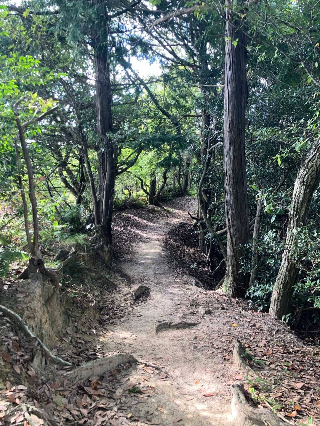 叶岳登山口-叶岳-高地山 往復コースの写真