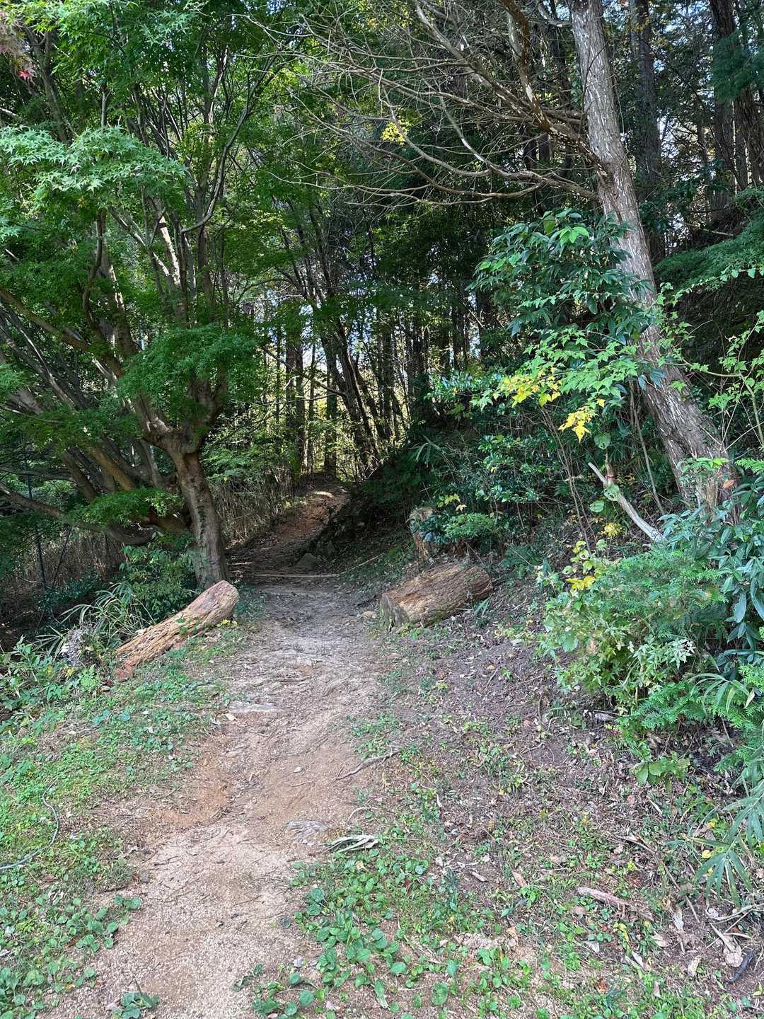 いよいよ山道？