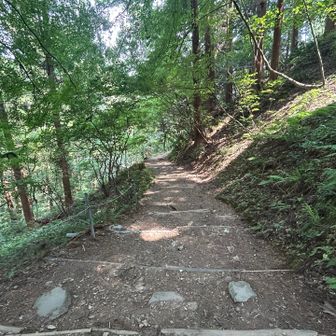 とてもいい感じに登山道整備がされています