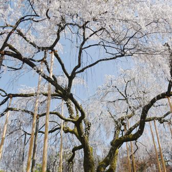 《 足羽神社 》

『しだれ桜』
福井市の天然記念物にされてる足羽神社のしだれ桜　地元民のヒロは愛して止まない...
(t)