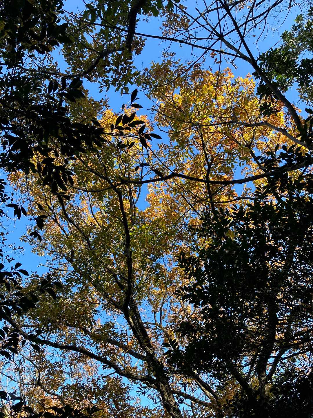 紅葉もちょっと🤏