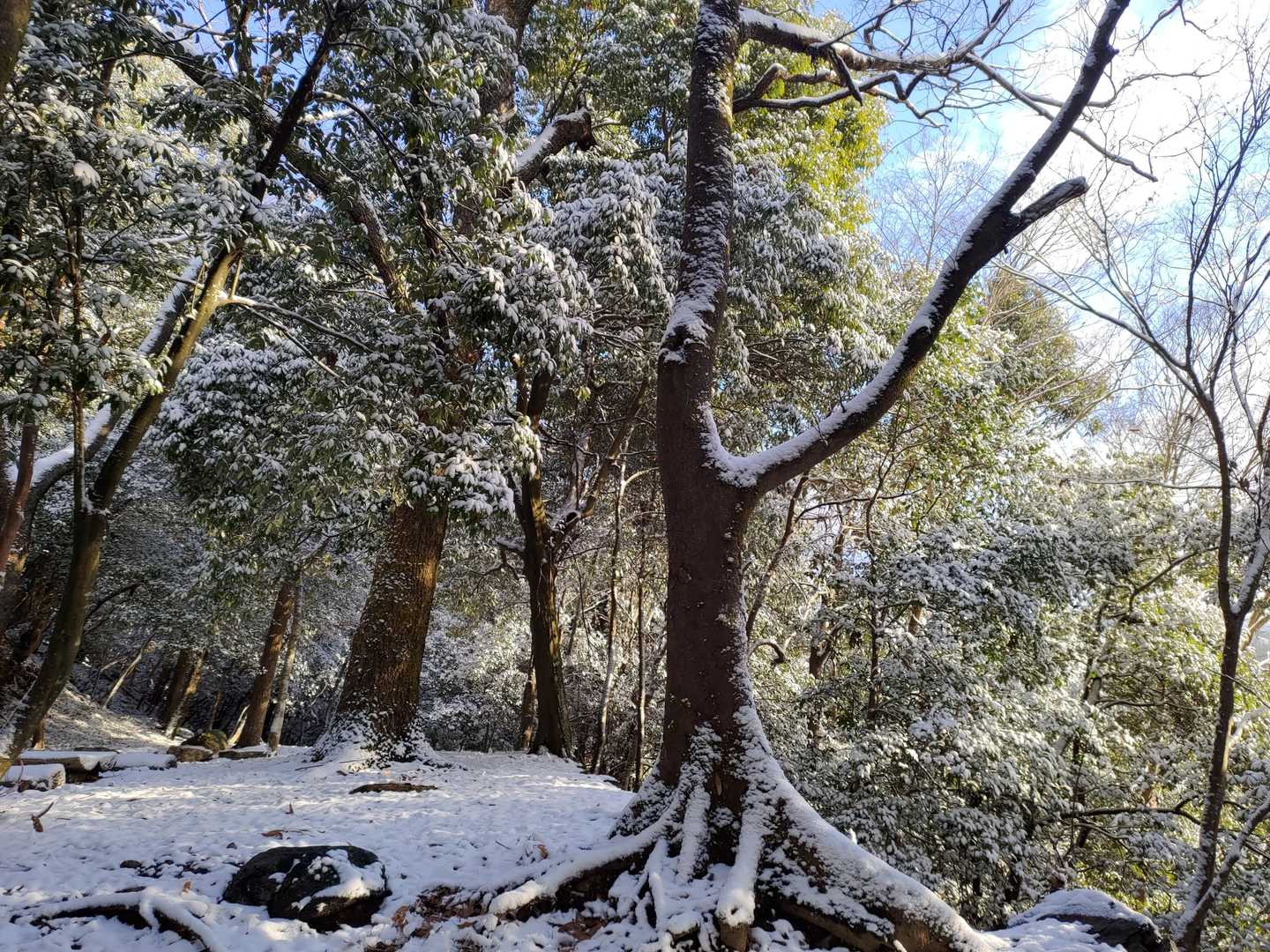 雪景色はよいですね⛄
