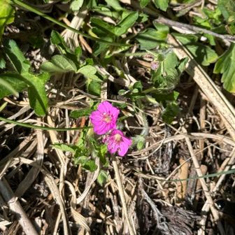 ところどころにピンクの花