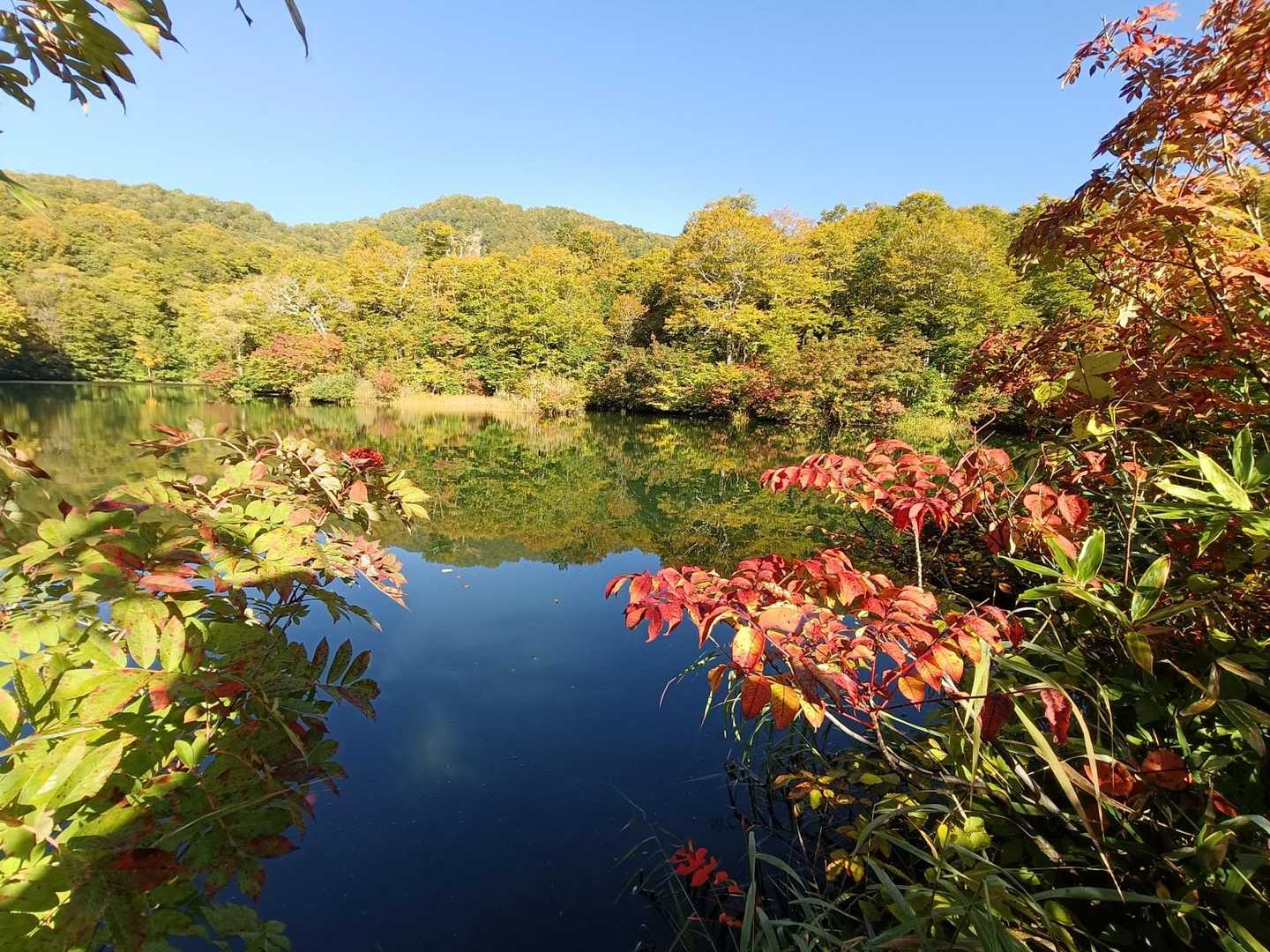鎌池ぶな林亭発着｜水面に映えるブナ原生林 鎌池散策周回コースの写真