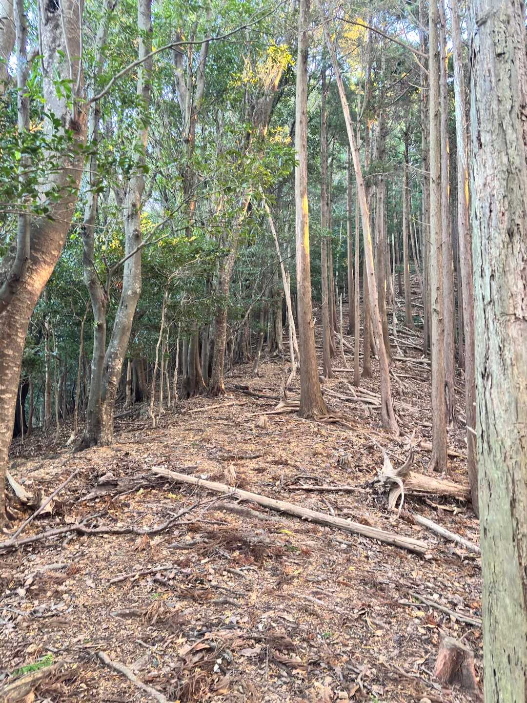 久々の山行⛰️気持ち良いです＾＾