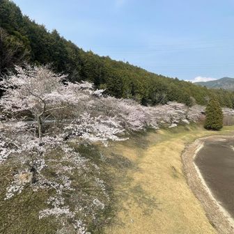 きれーだわーーー