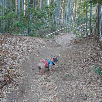ここからは慣れた道を下る
「早う、早う！」