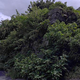 草を刈ってほしいのですけど。