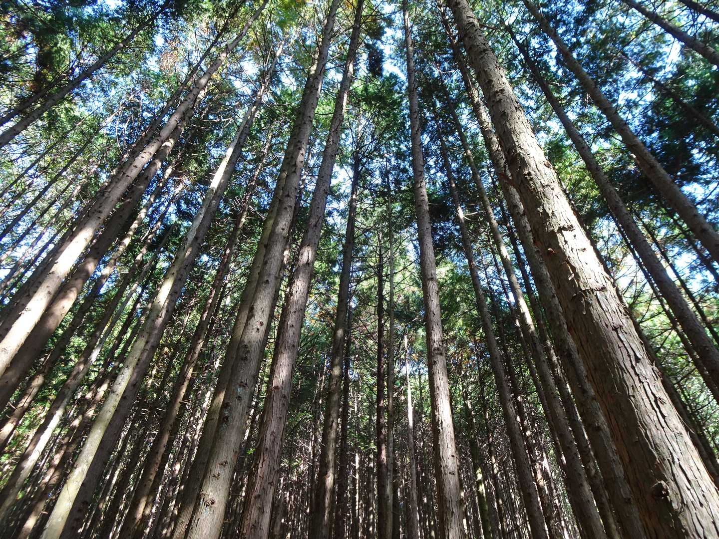 枝打ちされた木々が綺麗😃