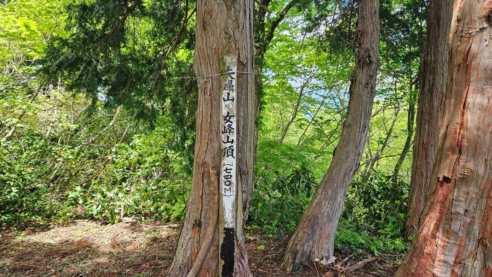 夫婦山(女峰)
ここまではお花見つけながらのやさしい山歩き