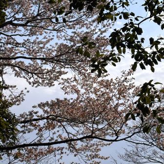 山桜