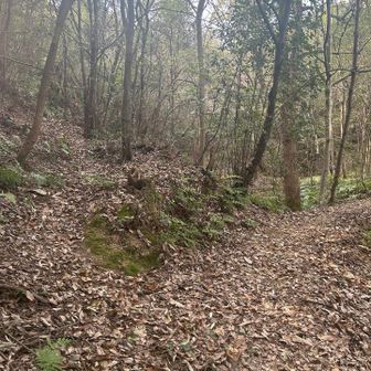 左側の道が歩きやすくてオススメです。