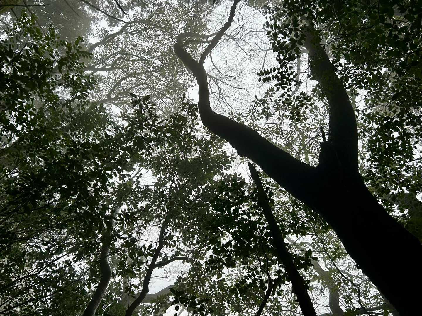 雨の日
頭上は
最高な景色( ´艸｀)ｽｷ-
あなたも
犬神家一族か