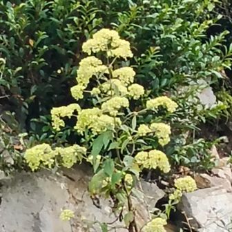 オトコエシ名前の由来
黄色の花を咲かせるオミナエシを粟飯（女飯）、白い花を咲かせるオトコエシを米飯（男飯）に見立てたという昔の言い伝えが名前の由来とされています。
